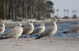 Sinop sahillerinde martı istilası