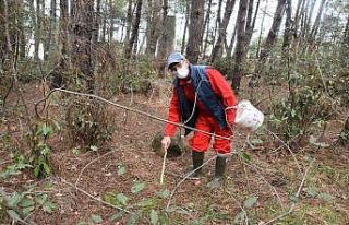 Sinop’ta 62’lik mantar avcısı görenleri şaşırtıyor