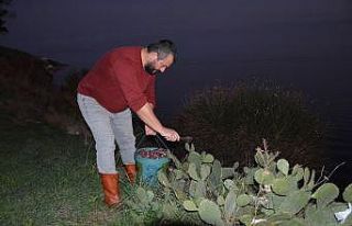 Sinop’ta ’kaynana dili’ gelir kapısı oldu