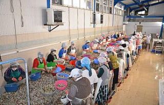 Sinop’ta salgına rağmen su ürünleri ihracatı...