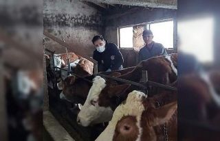 Sinop’ta şap aşılaması başladı