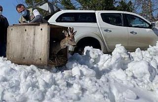 Sinop’ta yaralı karaca tedavi edilip doğaya salındı