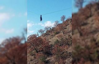 Sinop’tan ilginç görüntü: Boynuzu tellere takılan...