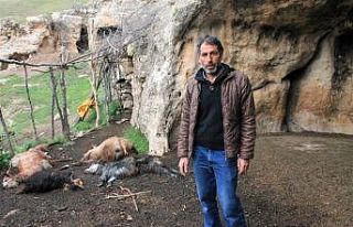 Şırnak’ta keçi sürüsüne kurt saldırdı: 25...