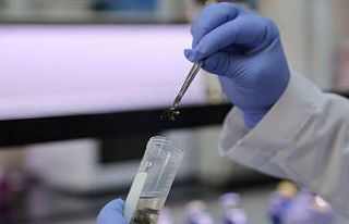 Sivas arısı tescil yolunda