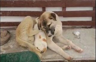 Soğuk hava ezelî düşmanları barıştırdı