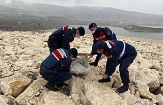 Soğuktan donmak üzere olan yaralı pelikanı jandarma...