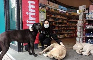 Soğuktan mağazaya sığınan köpeklere çalışanlar...
