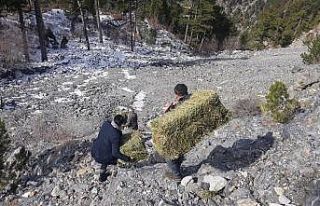 Sokak hayvanları Alanya Belediyesi ile güvende