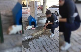 Sokak hayvanları için barınak