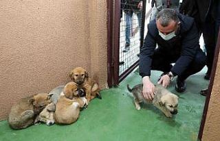 Sokak hayvanlarına 120 ton mama