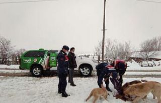 Sokak hayvanlarına jandarma şefkati