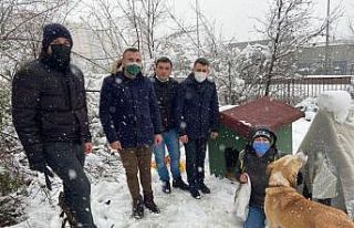 Sokak hayvanlarına kulübe desteği