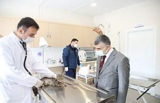 Sokak hayvanlarına özel klinik açıldı