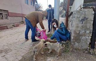 Sokak hayvanlarına yiyecek desteği