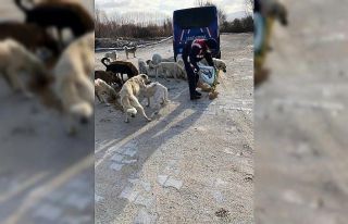 Sokak hayvanlarını beslediler