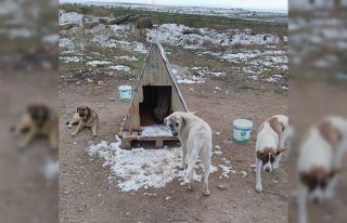 Sokak hayvanlarının dostları ’Organize Patiler’...
