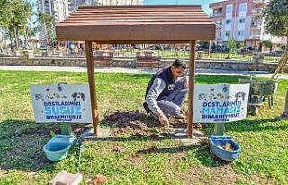 Sokak hayvanlarının mama ve su kaplarının bulunduğu...