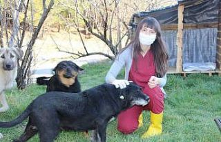 Sokak köpekleri kadın doktorun yolunu dört gözle...