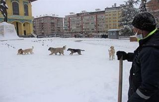 Sokak köpeklerinin kar keyfi