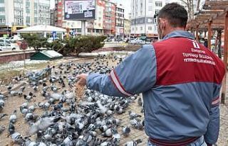 Sokaktaki canlar aç bırakılmıyor