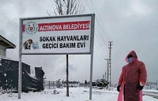 Sokaktaki dostlarımız emin ellerde