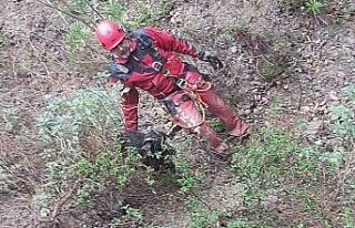 Söke’de keçi kurtarma operasyonu