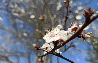 Şubat ayında güneşi gören ağaçlar çiçek açtı