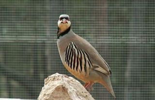 Şuhut Keklik Üretme İstasyonunda bu yıl 9 bin...