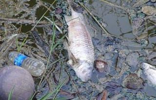 Sulama kanalında balık ölümleri endişelendiriyor