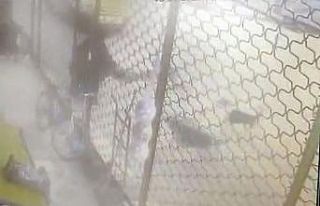 Sürü halinde dolaşan köpeklerin saldırısına...