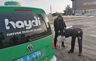 Sürüden kopan sevimli kuzu kendini karayolunda buldu