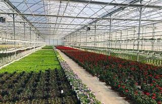 Süs bitkileri sektöründe Sevgililer Günü hareketliliği