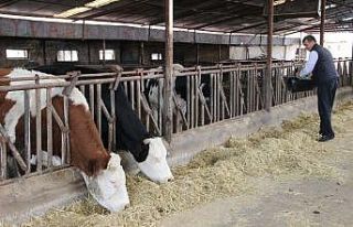 Sütün kaymağını zincir marketler ve aracılar...