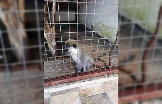 Tarihi eser operasyona giden polis ’Rhesus’ cinsi...