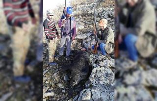 Tarım arazilerine zarar veren domuzlar öldürüldü