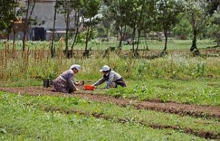 Tarımda Büyükşehir damgası