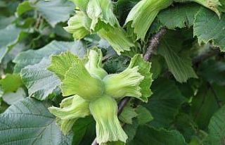 TARSİM’den ’’Fındığınızı sigortalatın’’...