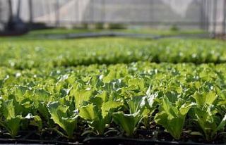 Tarsus Belediyesi, 1 milyon Tarsus Kıvırcığı...