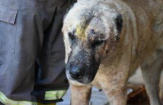 Tarsus’ta silahla vurulan köpek tedavi edildi