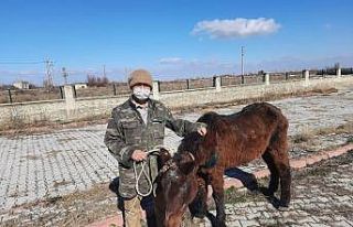 Tedavi edilen at sahiplendirildi