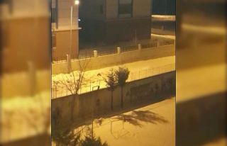 Tekirdağ’da aç kalan tilkiler şehre indi