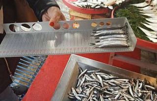 Tekirdağ’da balıklara boy denetimi