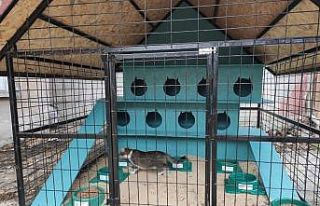 Tekirdağ’da kedi oteli hizmete girdi