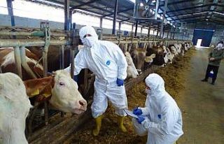 Tekirdağ’da şap aşılama çalışmaları