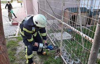 Tel örgüye sıkışan kirpi kurtarıldı