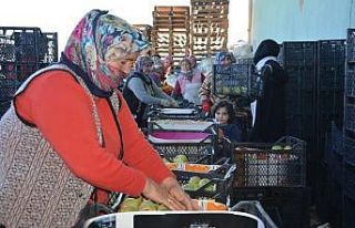 Tescilli ’karyağdı armudu’ depoda kaldı