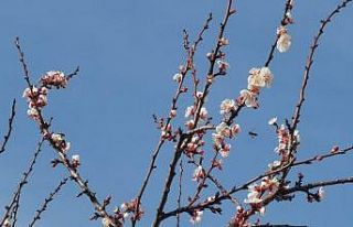 Tokat’ta kış ortasında meyve ağaçları çiçek...