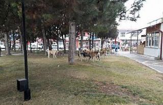Tomarza’da sokak köpekleri vatandaşları korkutuyor