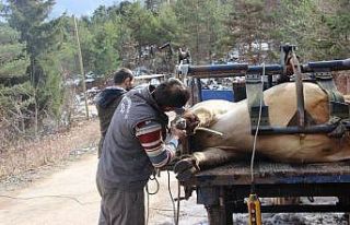 Tonluk boğalarla bebek gibi ilgileniyorlar